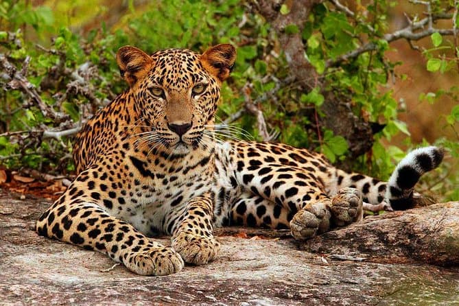 Into the Wild: The Ultimate Guide to Yala National Park and Sri Lankan Safaris